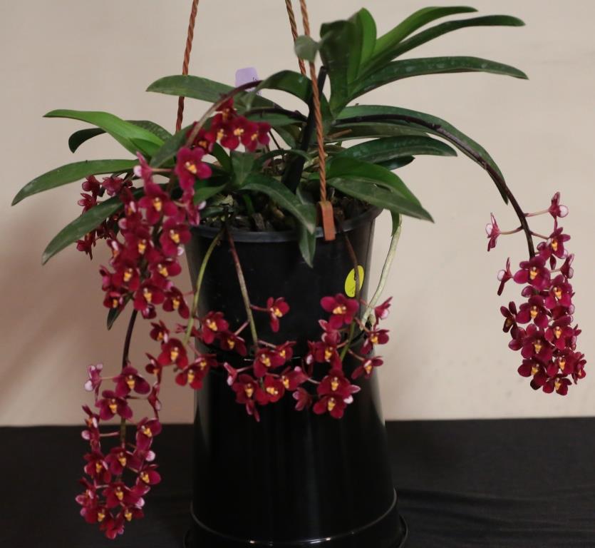 Sarcochilus Magic - photo 2