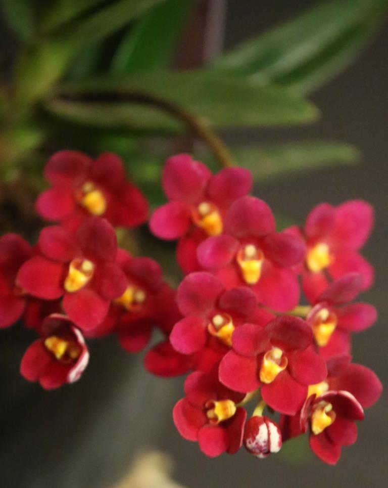 Sarcochilus Allure - AM/AOC