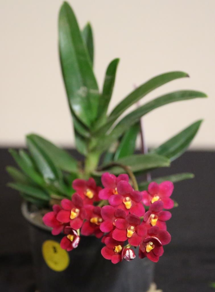 Sarcochilus Allure - photo 2
