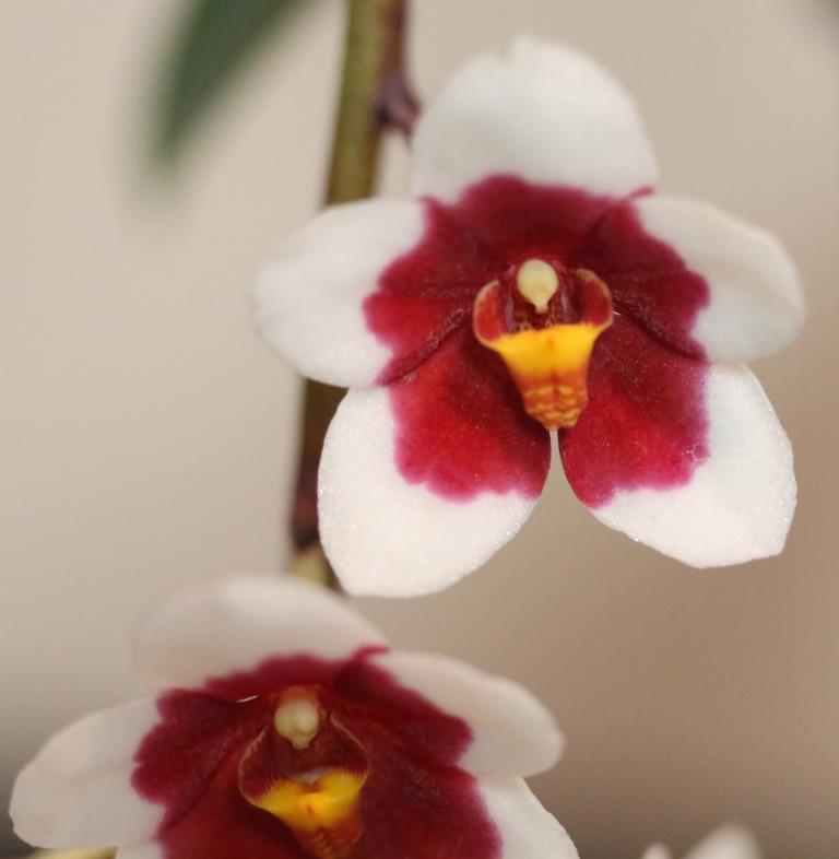Sarcochilus Erin - AM/AOC