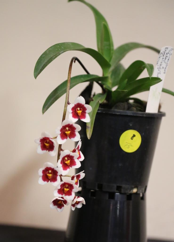Sarcochilus Erin - photo 2