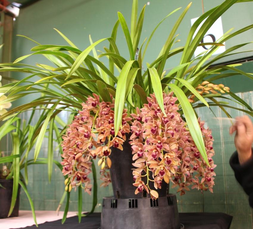 Cymbidium Mary Green - ACC/AOC