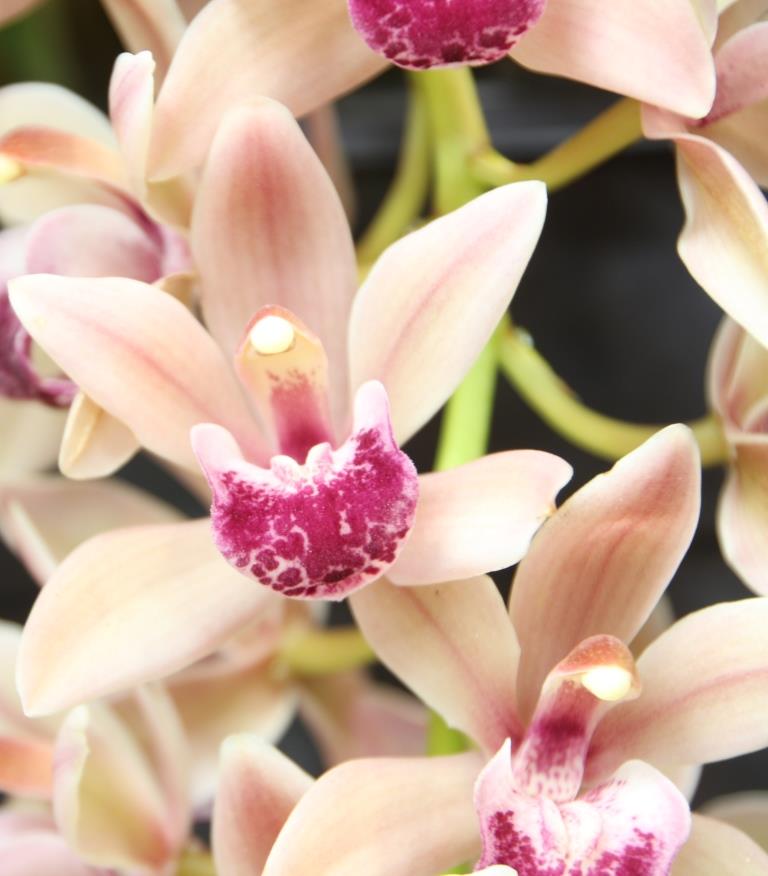 Cymbidium Mary Green - photo 2