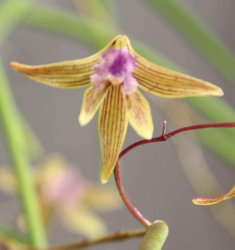 Dendrobium Australian Ginger - HCC/AOC