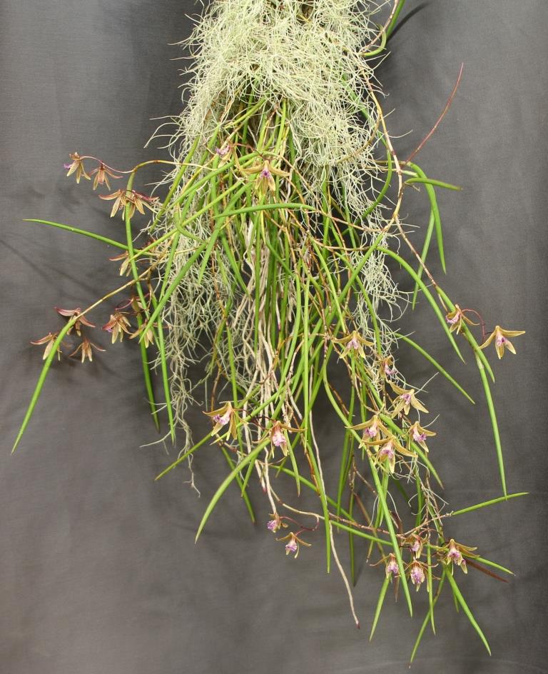 Dendrobium Australian Ginger - photo 2