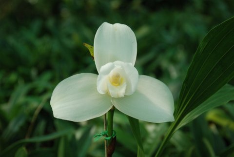 Lycaste Macama - AM/AOC
