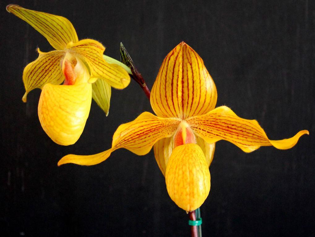 Paph Dollgoldi