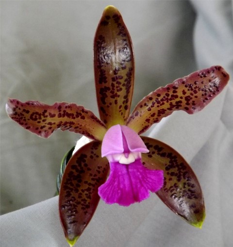 Cattleya tigrina - AM/AOC