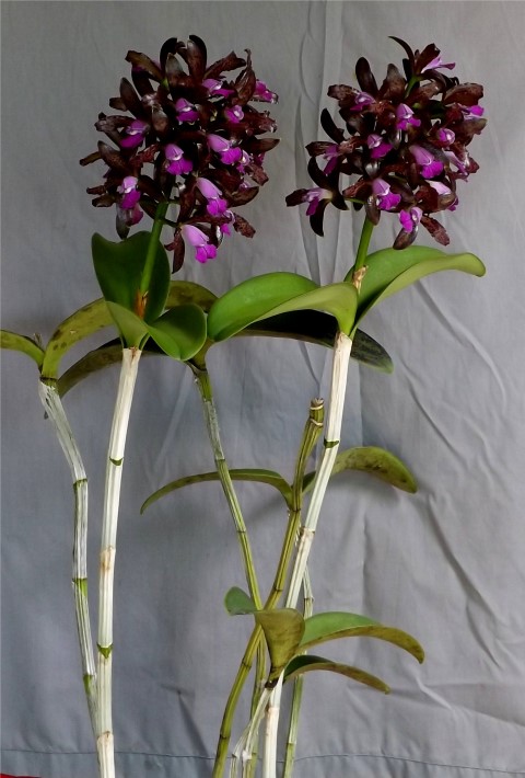 Cattleya tigrina - photo 2