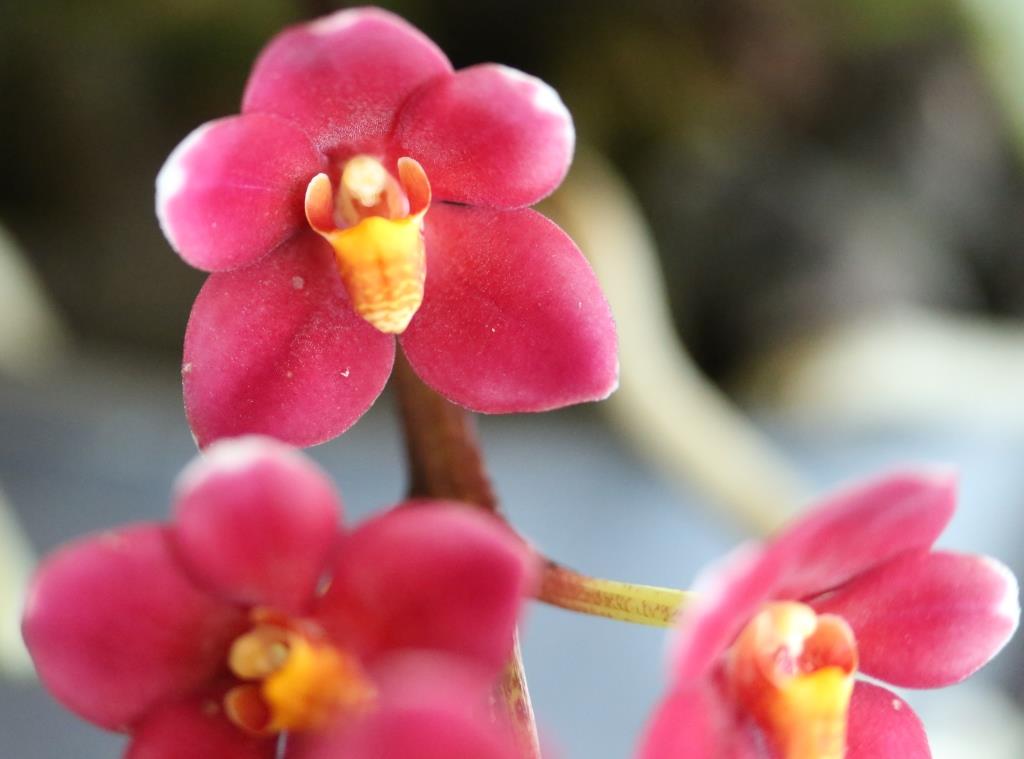 Sarcochilus Duno Nicky's Twin