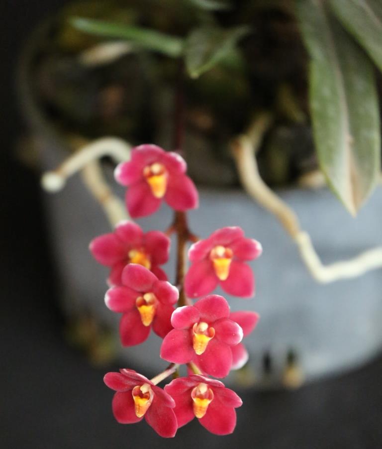 Sarcochilus Duno Nicky's Twin - photo 2