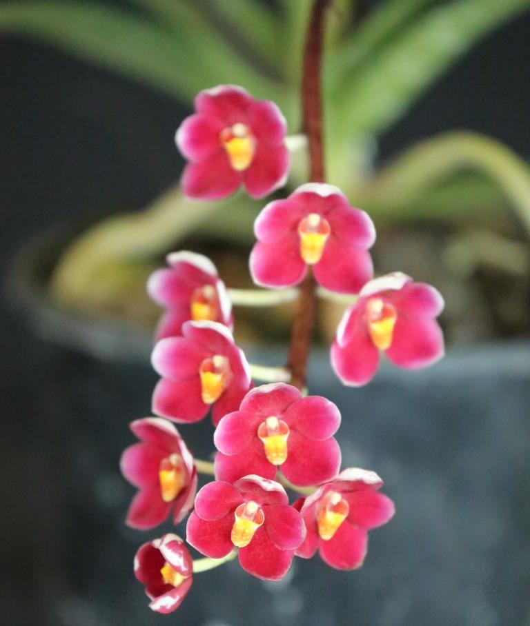 Sarcochilus Allure - photo 2