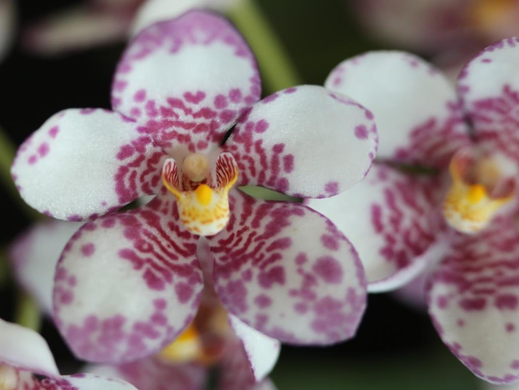 Sarcochilus Sonata