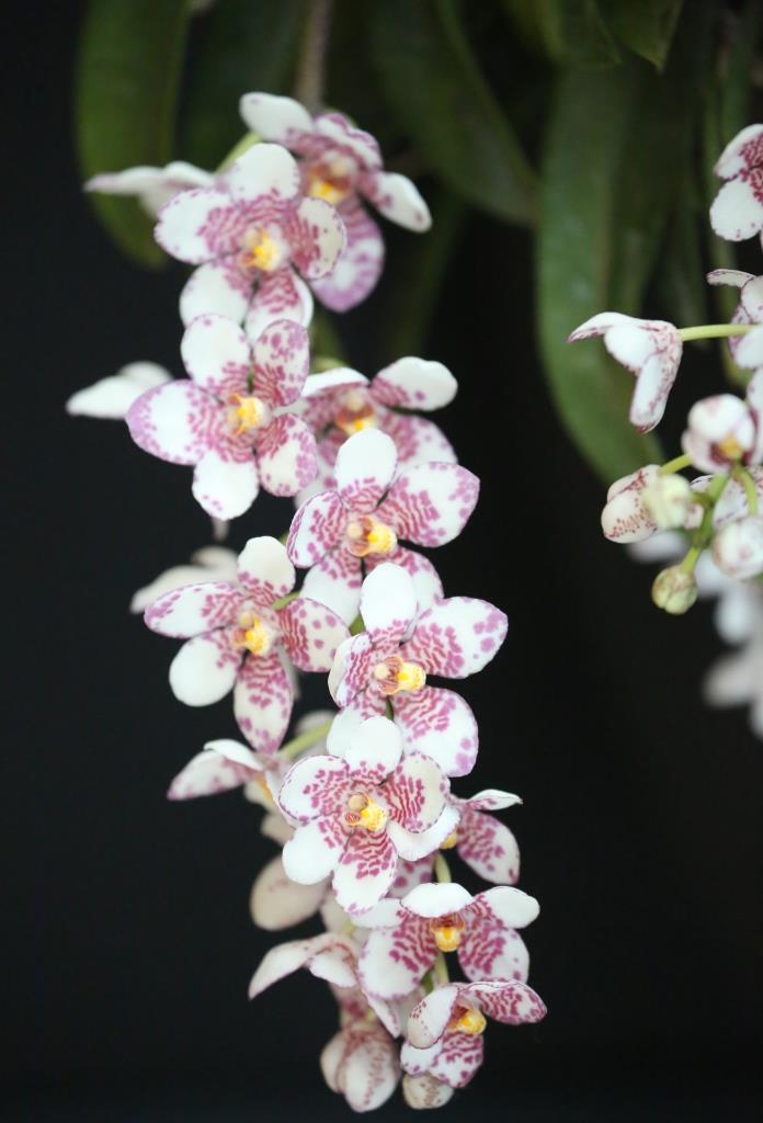 Sarcochilus Sonata - photo 2