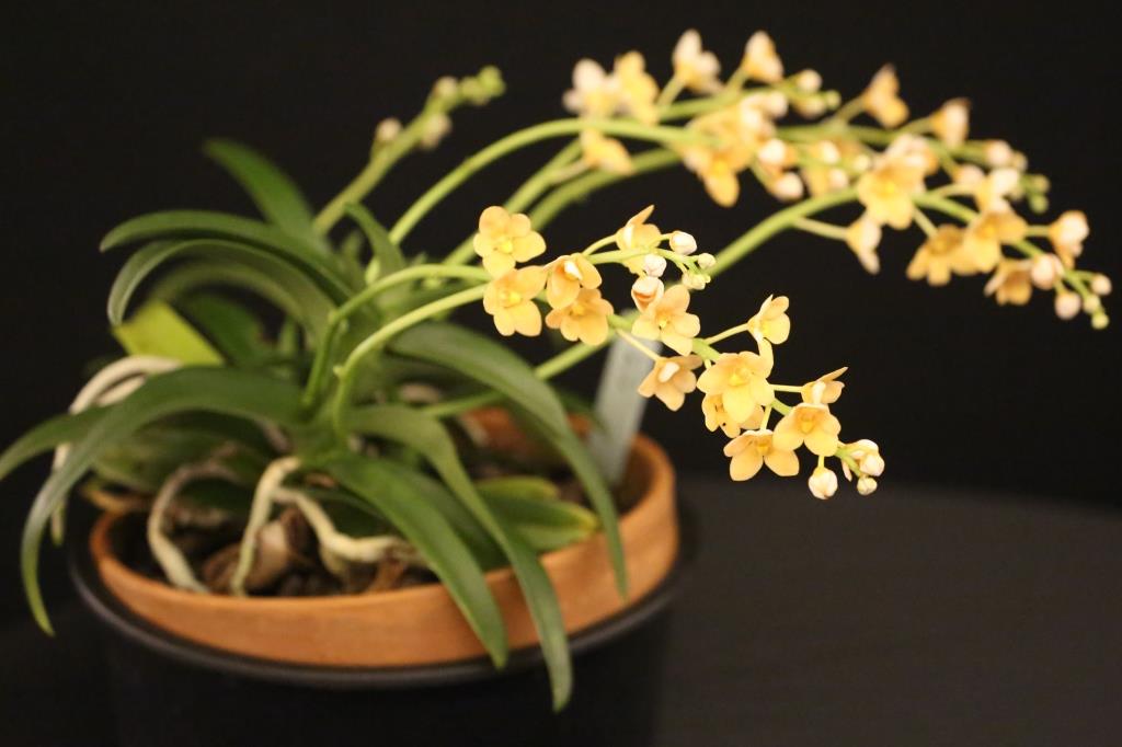 Sarcochilus Amber - photo 2