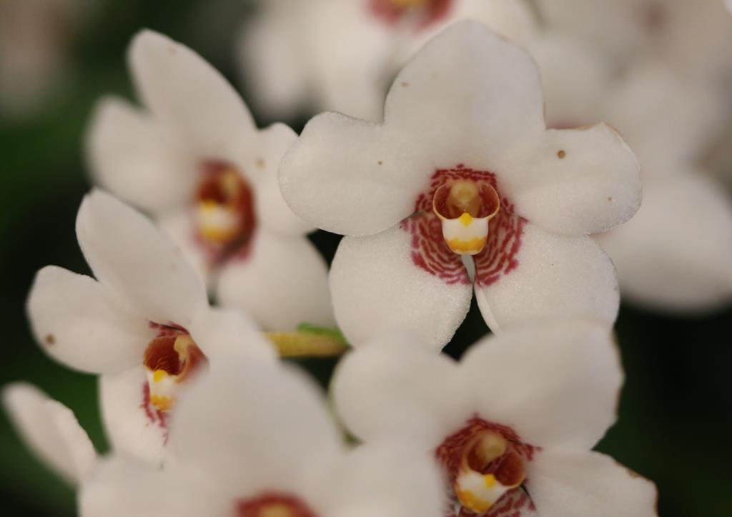Sarcochilus hartmannii