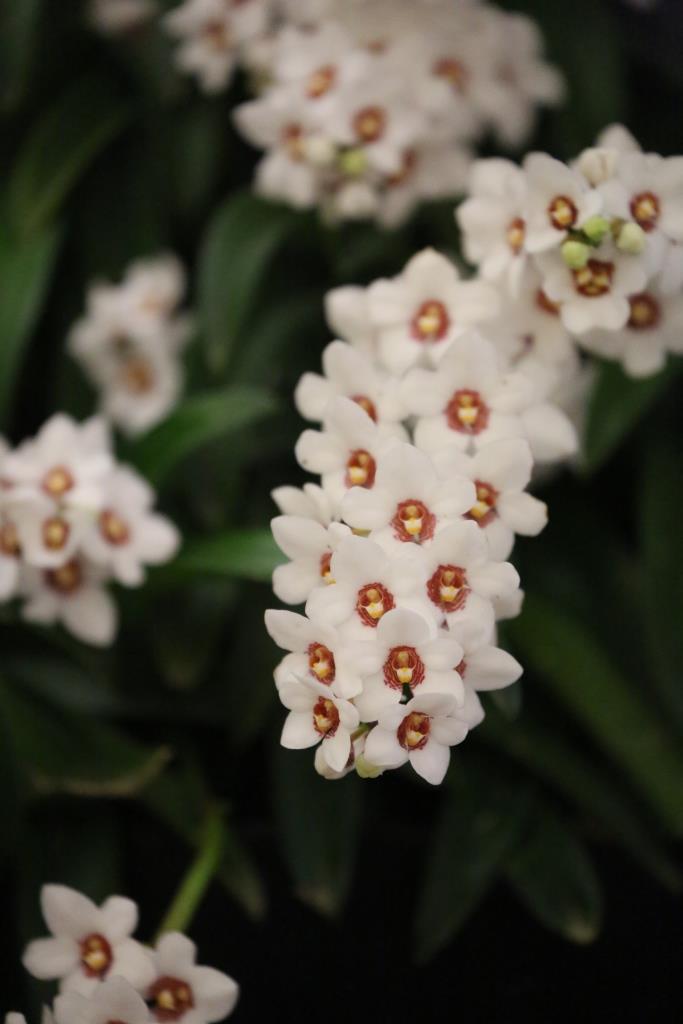 Sarcochilus hartmannii - photo 2