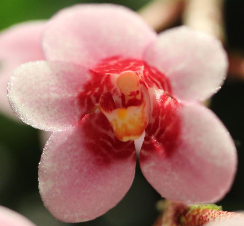 Sarcochilus Kulnura Absolute - AM/AOC