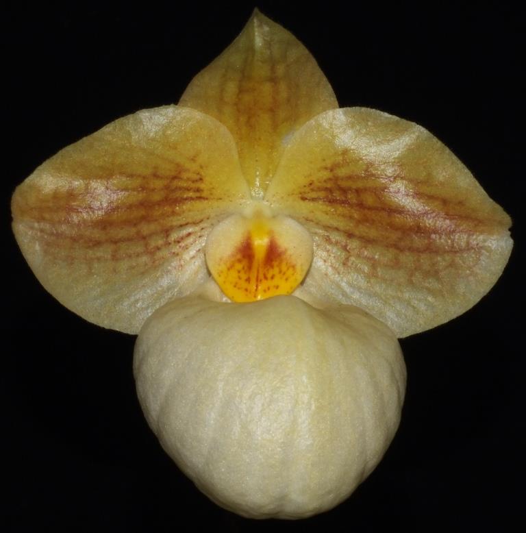 Paphiopedilum Fumi's Delight - AM/AOC