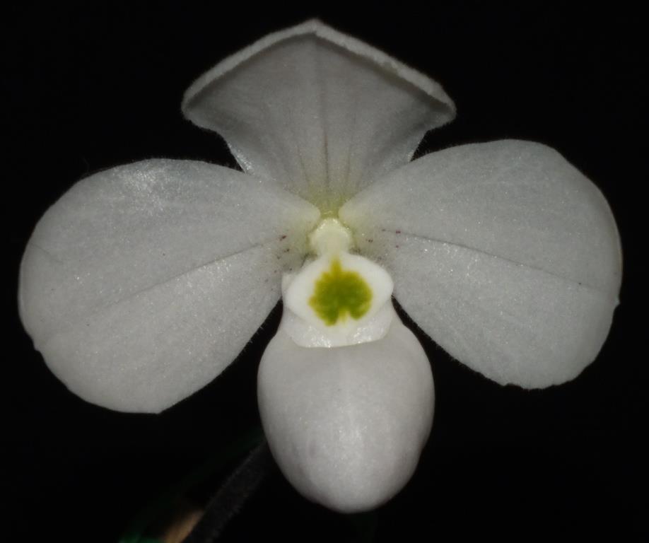 Paphiopedilum thaianum - CBM/AOC