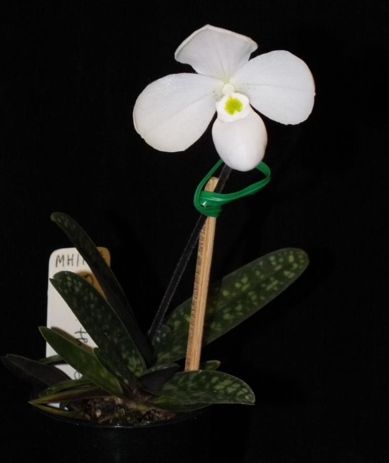 Paphiopedilum thaianum - photo 2