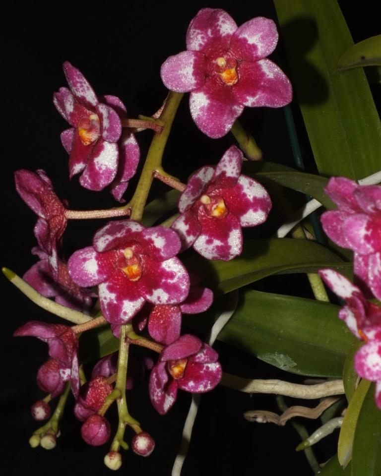 Sarcochilus Kulnura Scoop - photo 2