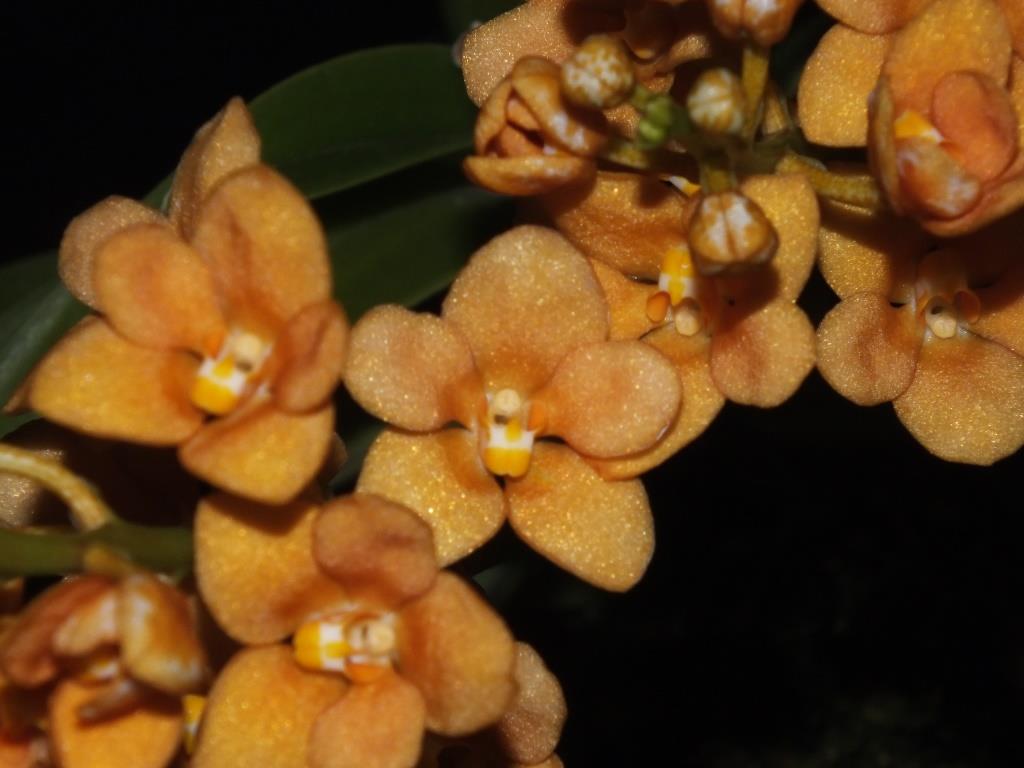 Sarco Kulnura Kaliedescope