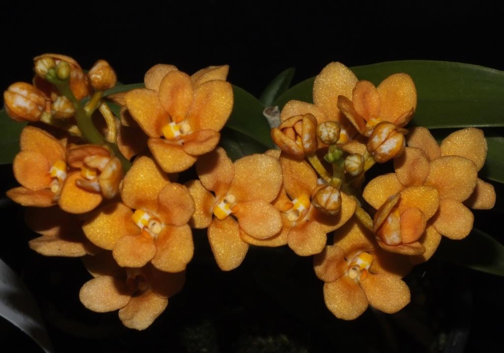Sarcochilus Kulnura Kaliedescope - photo 2