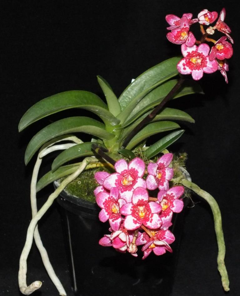 Sarcochilus Kulnura Rusty - photo 2