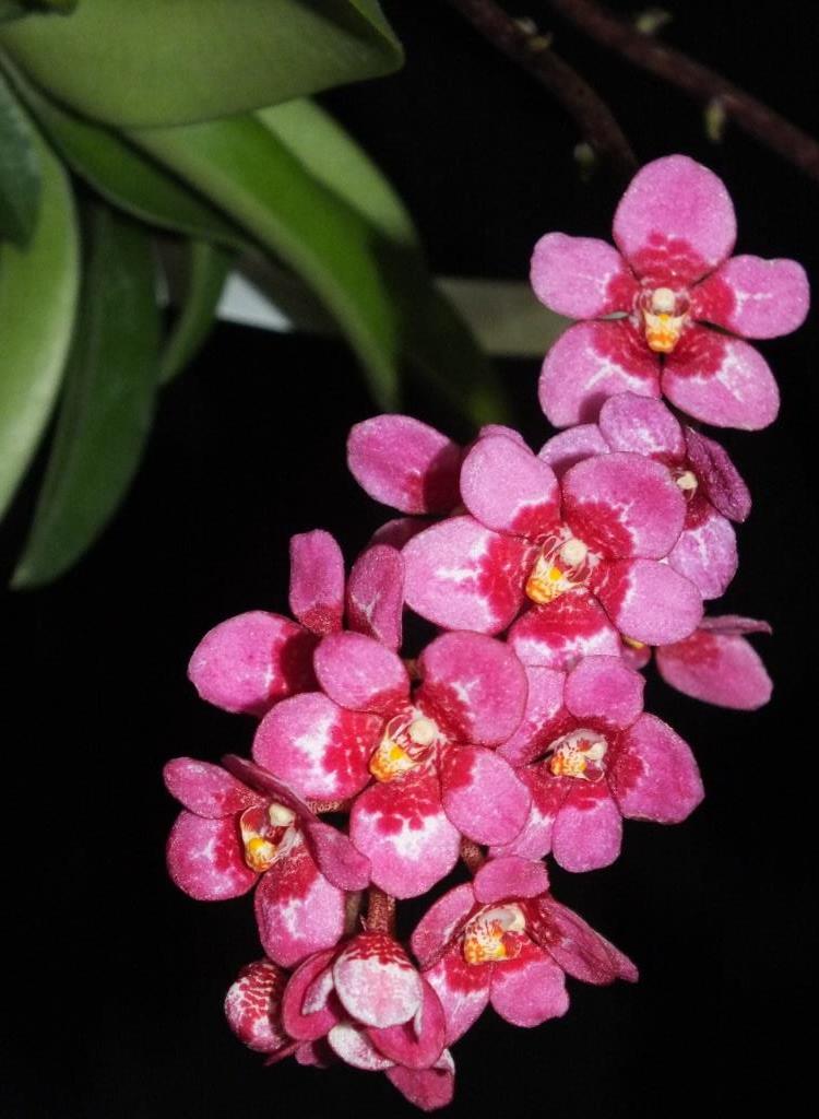 Sarcochilus Kulnura Rusty - photo 2