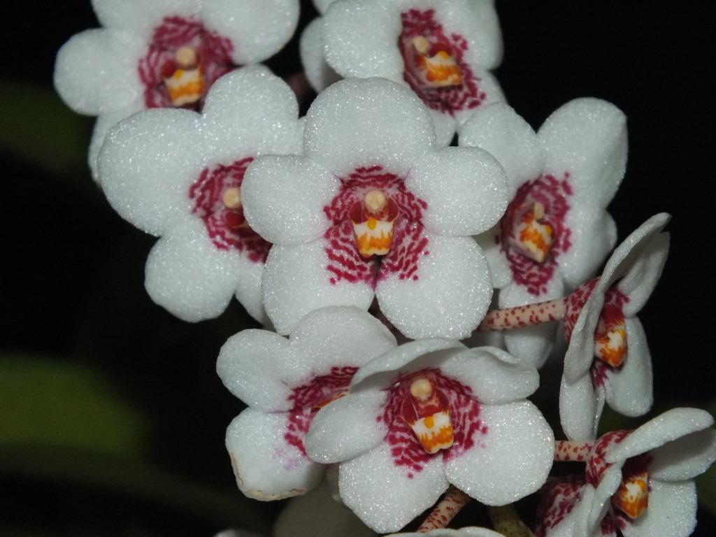 Sarcochilus Sweetheart - AM/AOC