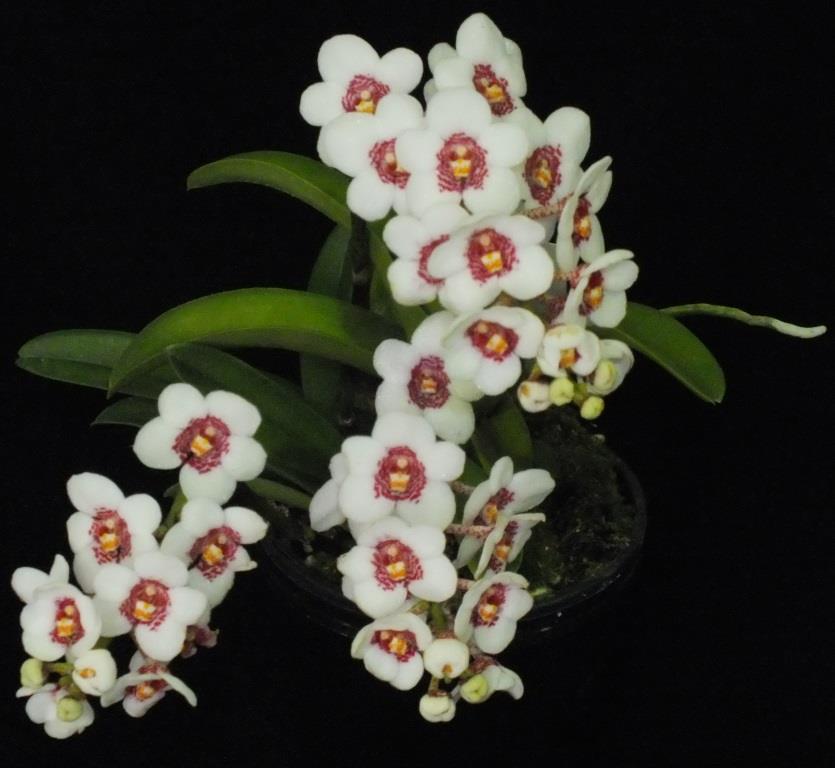 Sarcochilus Sweetheart - photo 2