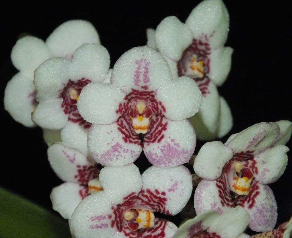 Sarcochilus Sweetheart - AM/AOC
