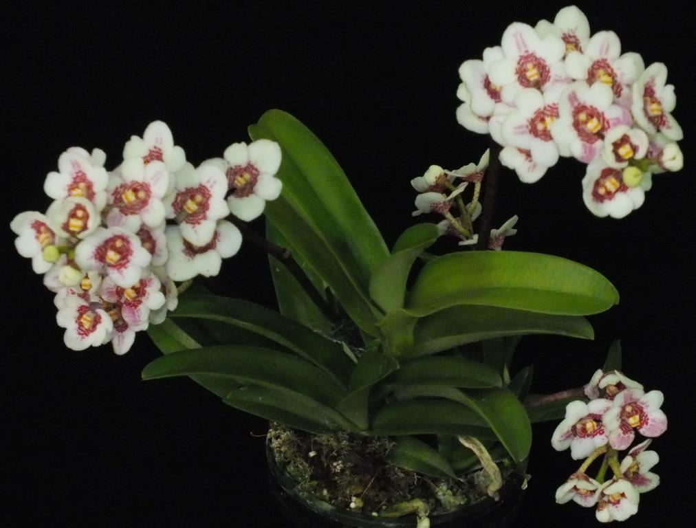Sarcochilus Sweetheart - photo 2