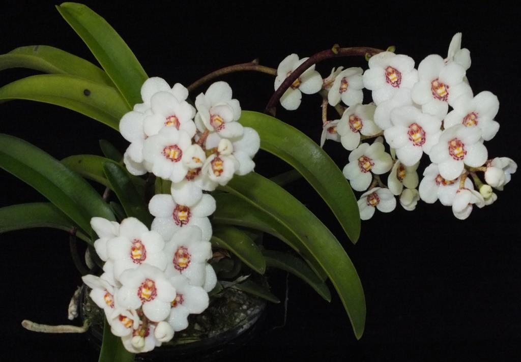 Sarcochilus Val - photo 2