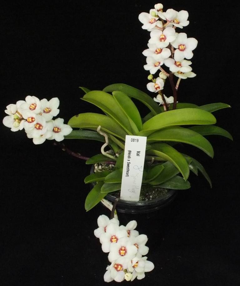 Sarcochilus Val - photo 2
