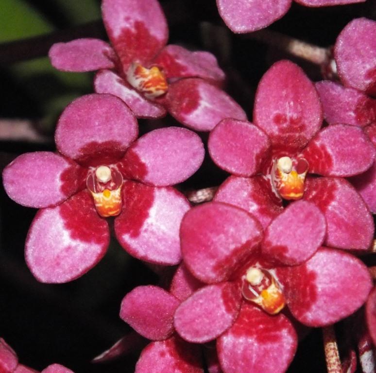 Sarco Kulnura Sanctuary