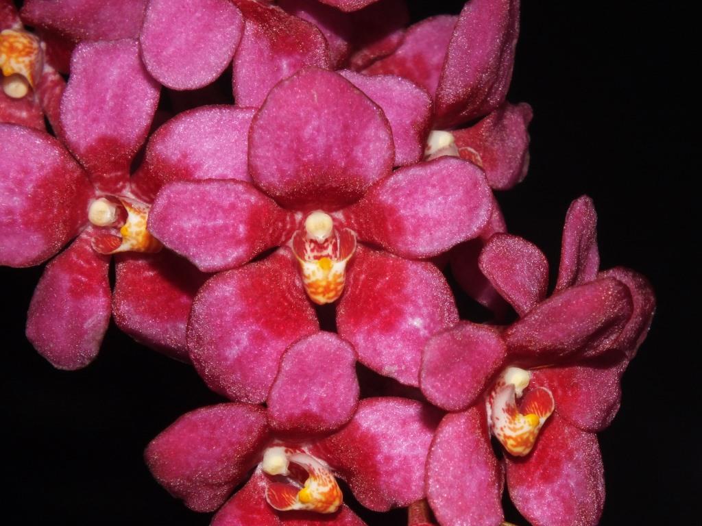 Sarco Kulnura Iridessa