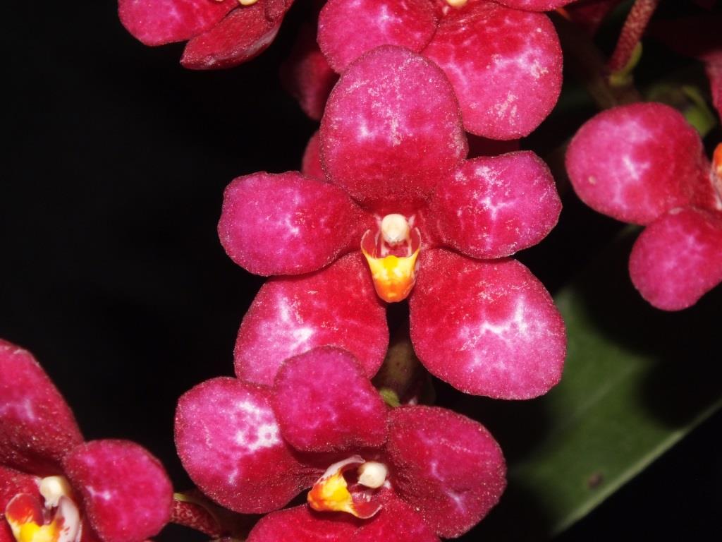 Sarco Kulnura Iridessa