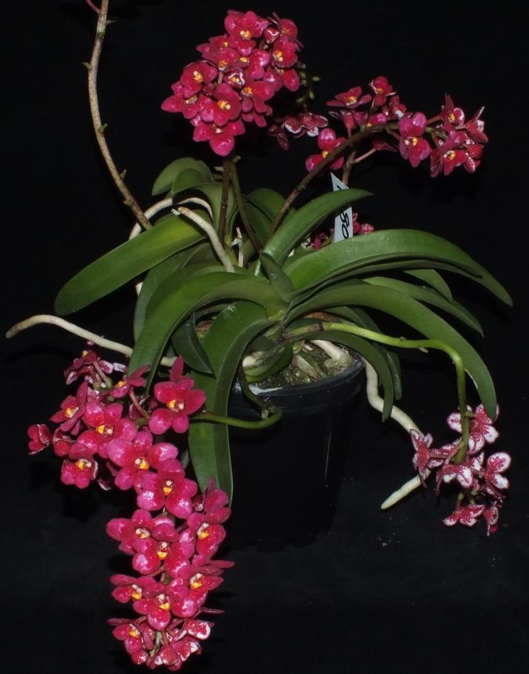 Sarcochilus Kulnura Iridessa - photo 2