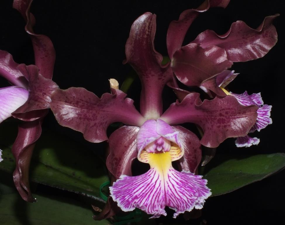 Cattleya schilleriana - AM/AOC