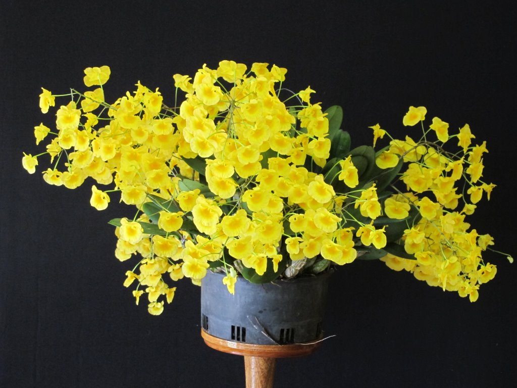 Dendrobium lindleyi - ACC/AOC