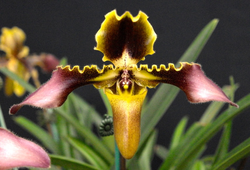 Paphiopedilum hirsutissimum - AM/AOC