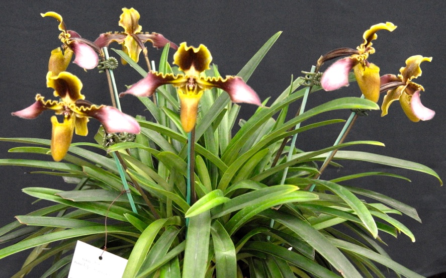 Paphiopedilum hirsutissimum - photo 2