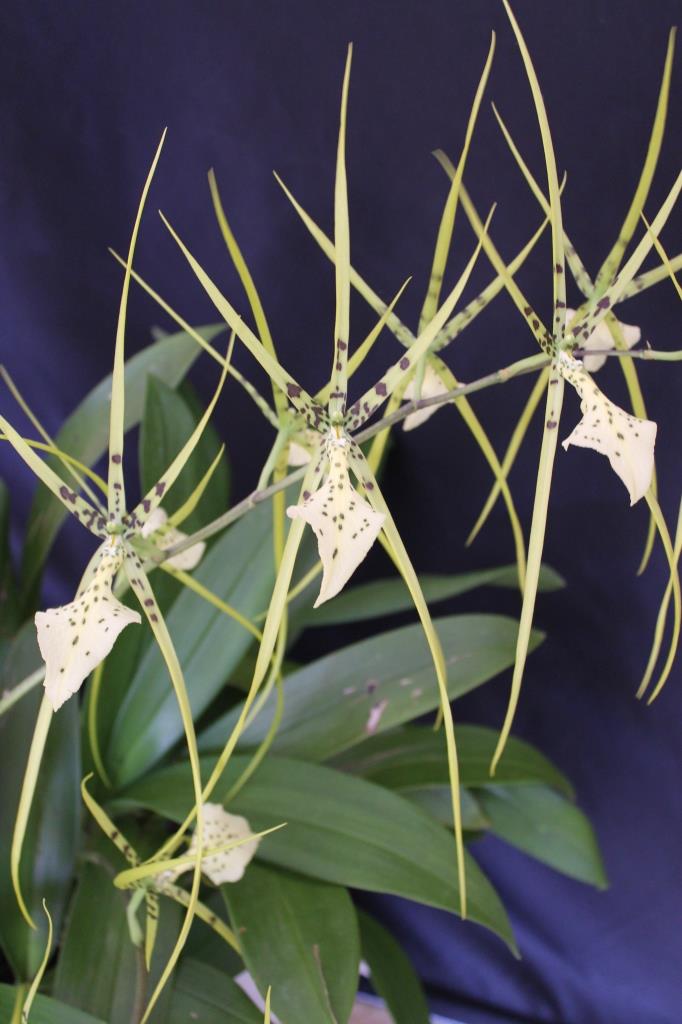 Brs Rex 'Jeanette's Joy'