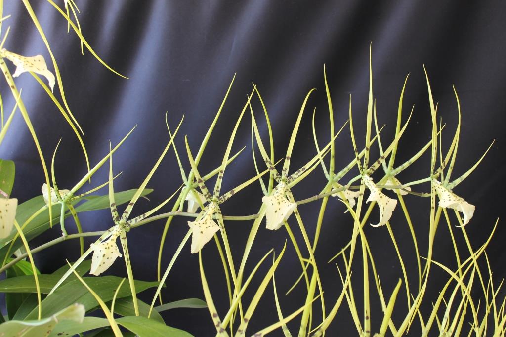 Brassia Rex 'Jeanette's Joy' - photo 2