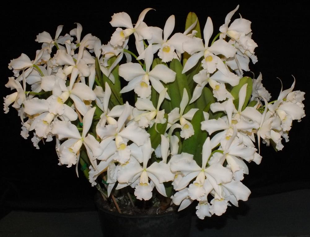 Cattleya purpurata - ACM/AOC