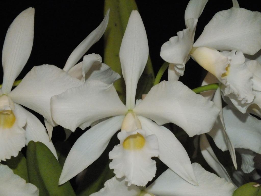 Cattleya purpurata - photo 2