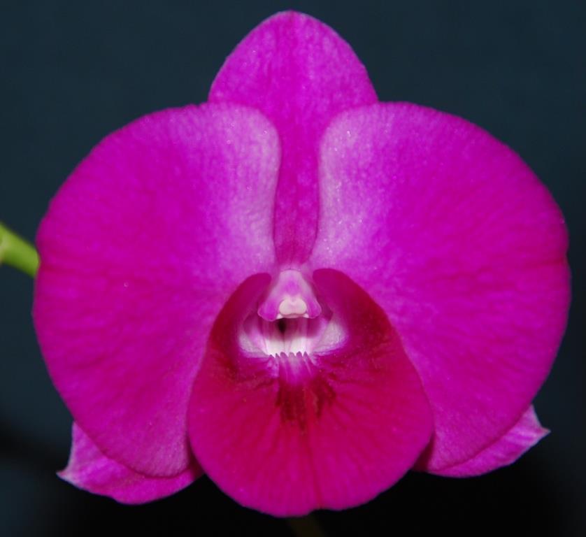 Dendrobium Tanamera Beauty - AM/AOC