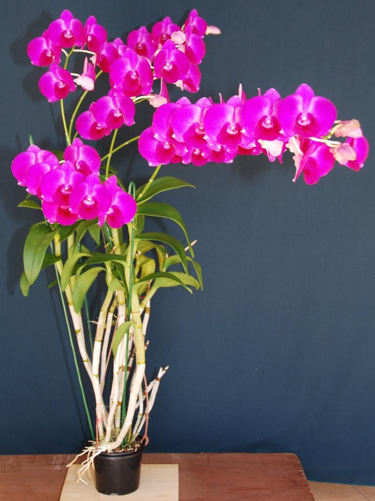 Dendrobium Tanamera Beauty - photo 2